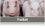 varkenshandel_de_02_ferkel.png