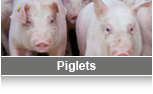 varkenshandel_uk_02_piglets.png